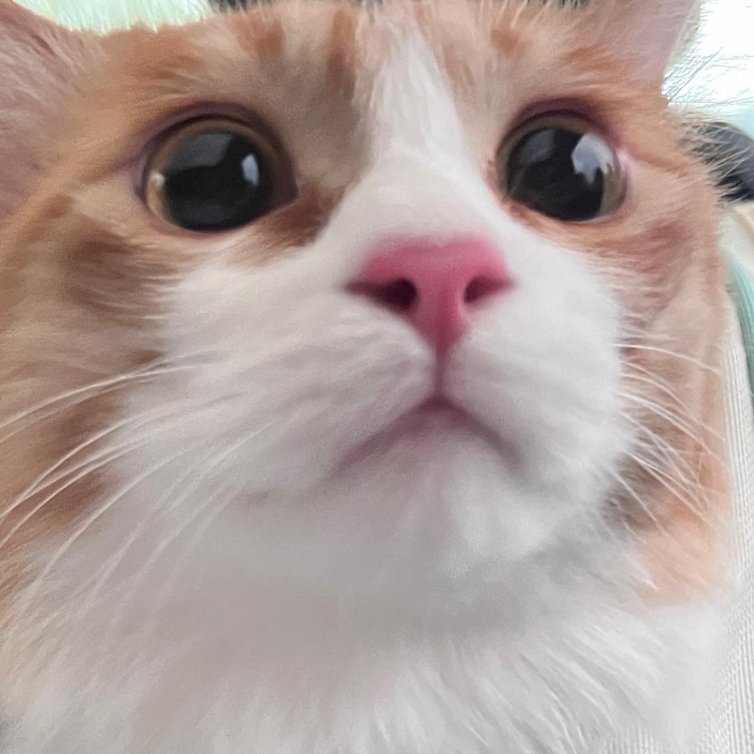 小黄宝贝