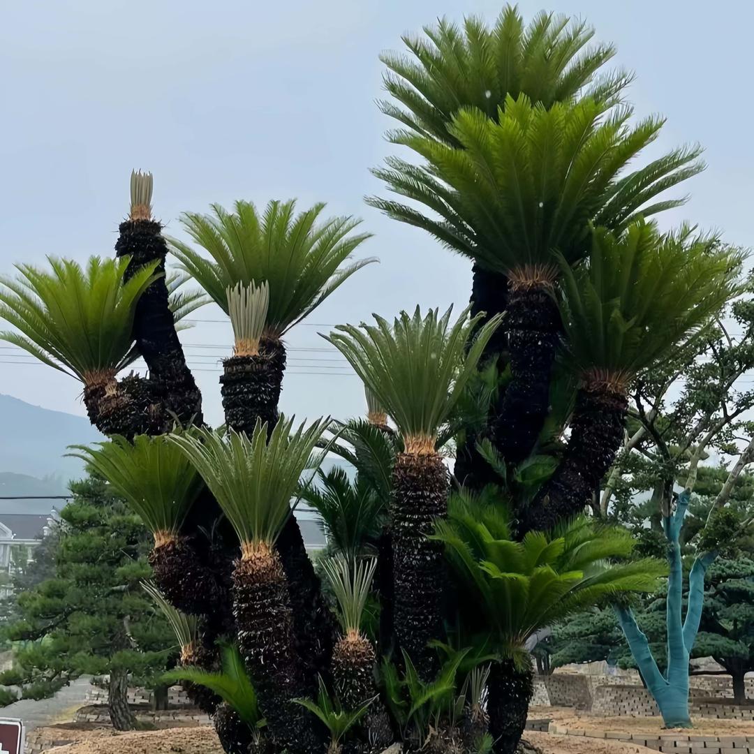 鲜植园林