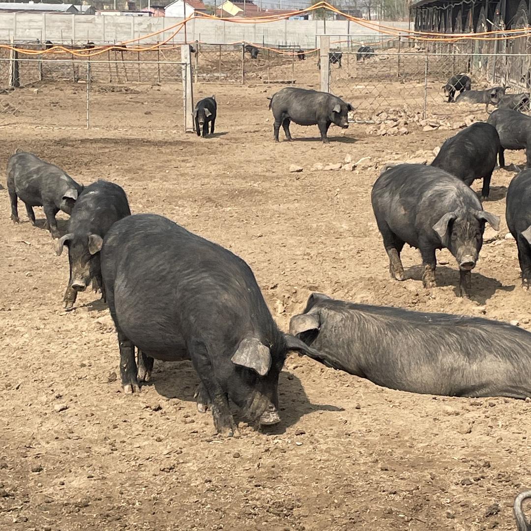 巨丰绿色珍稀农业
