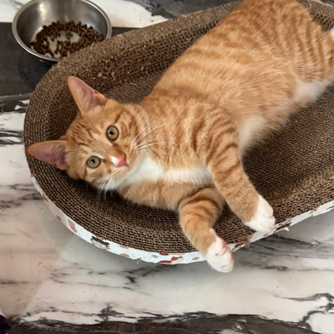 想当个厨子🧑‍🍳