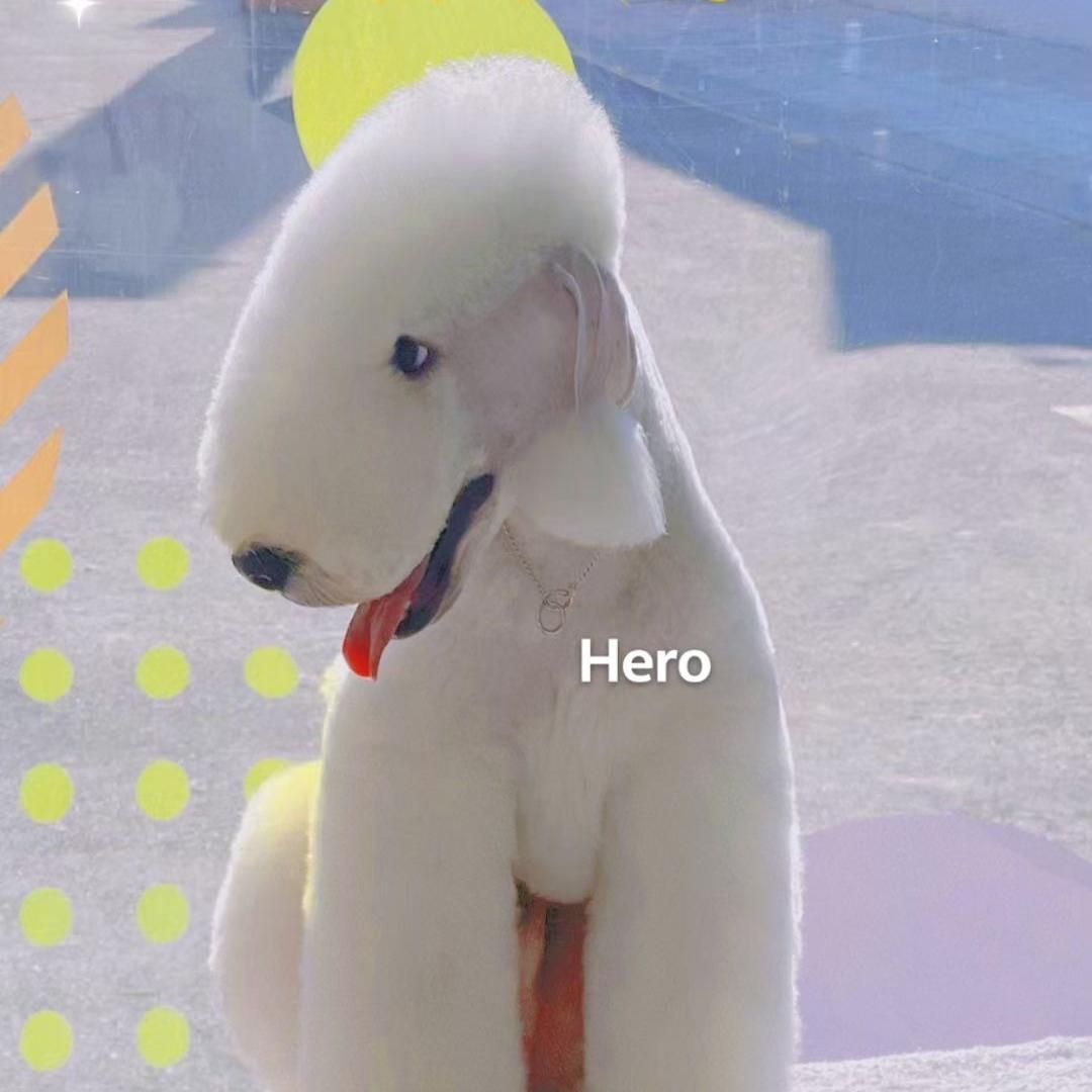 昆明来萌宠物美容技能咨询