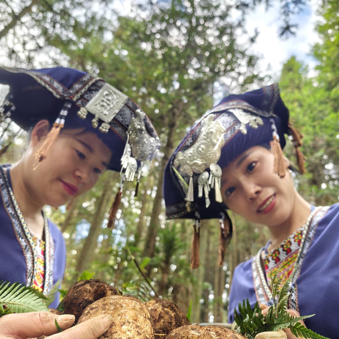 贵州赫章青山天麻