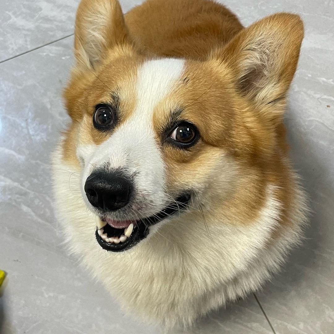 √H🐶