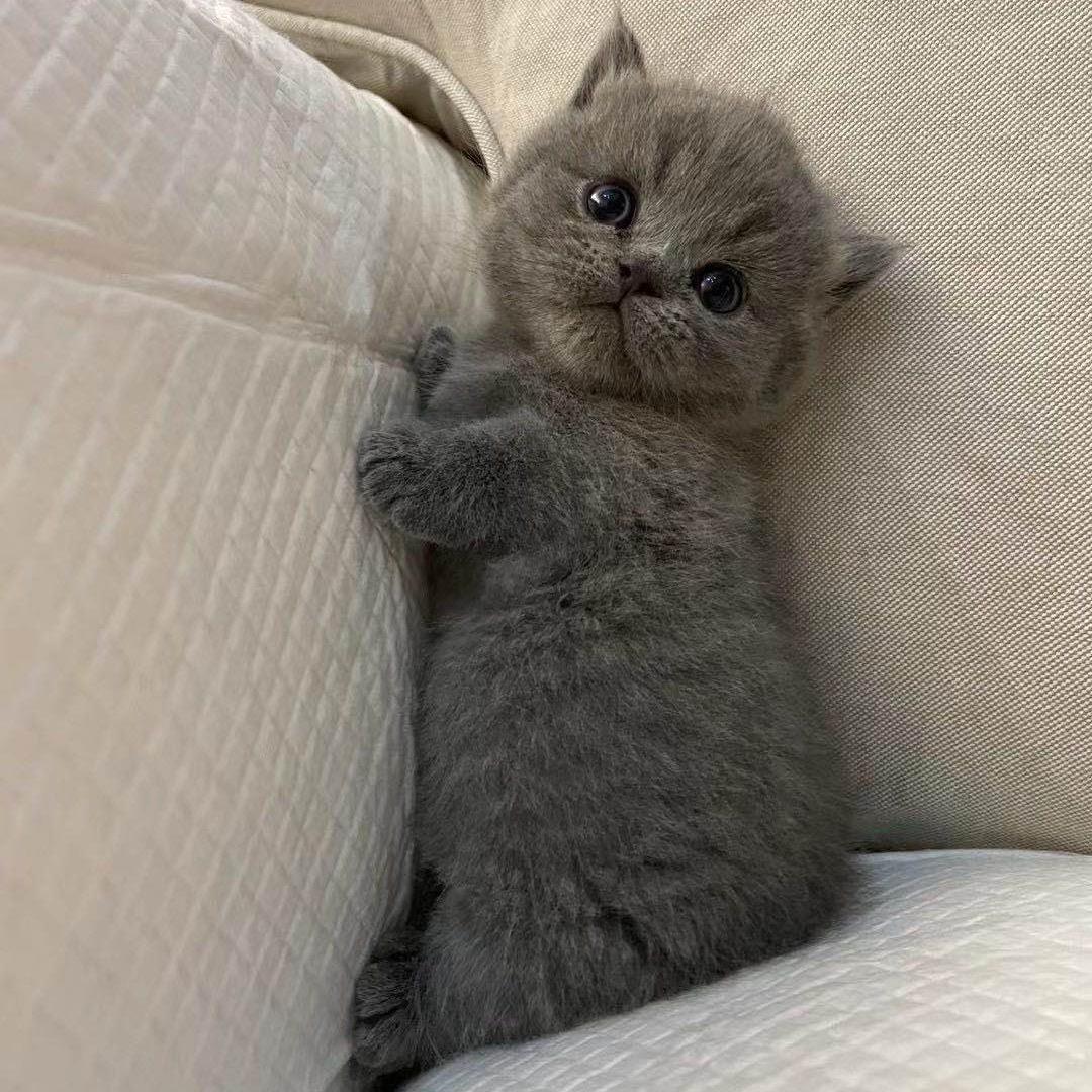 是爱福吖🐈