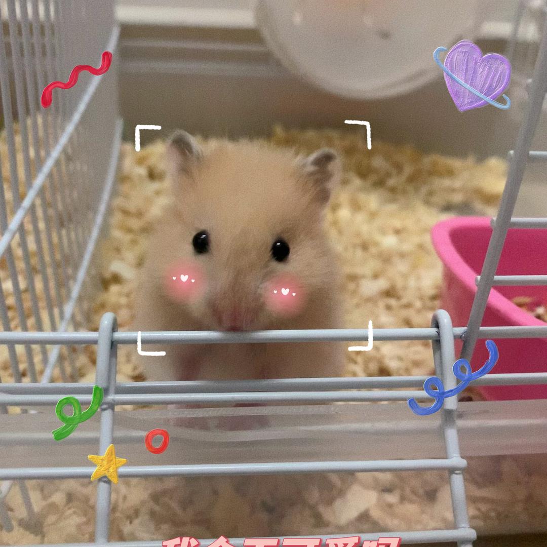 懵小乖熊熊