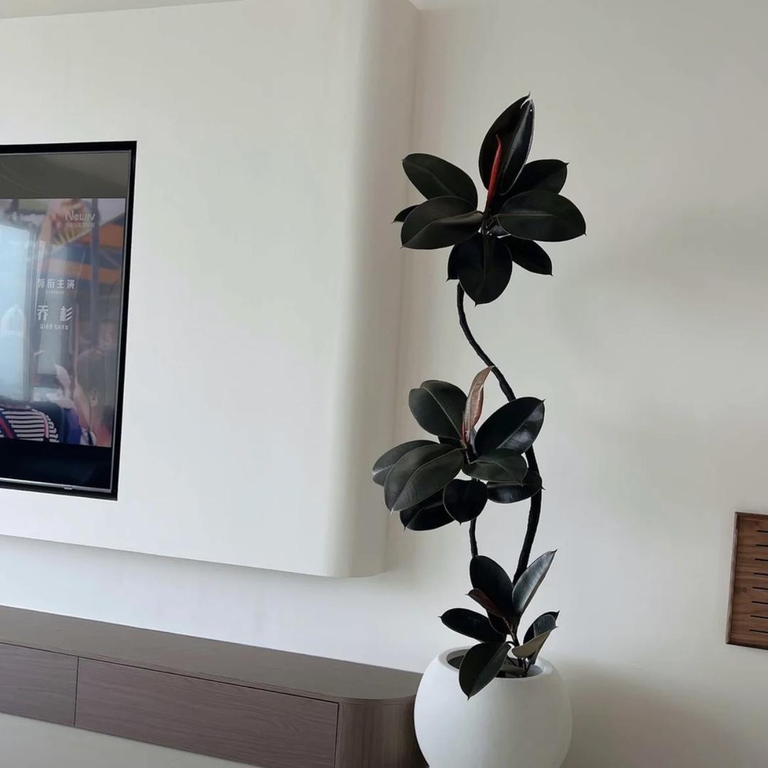黑金刚花卉
