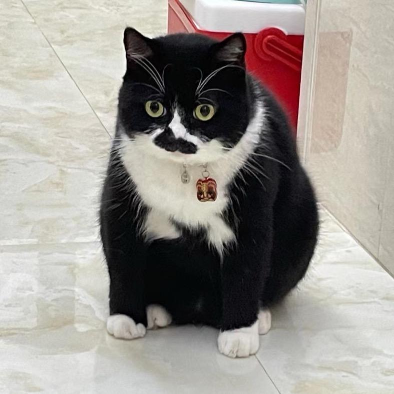 小猪小猪呼噜呼噜