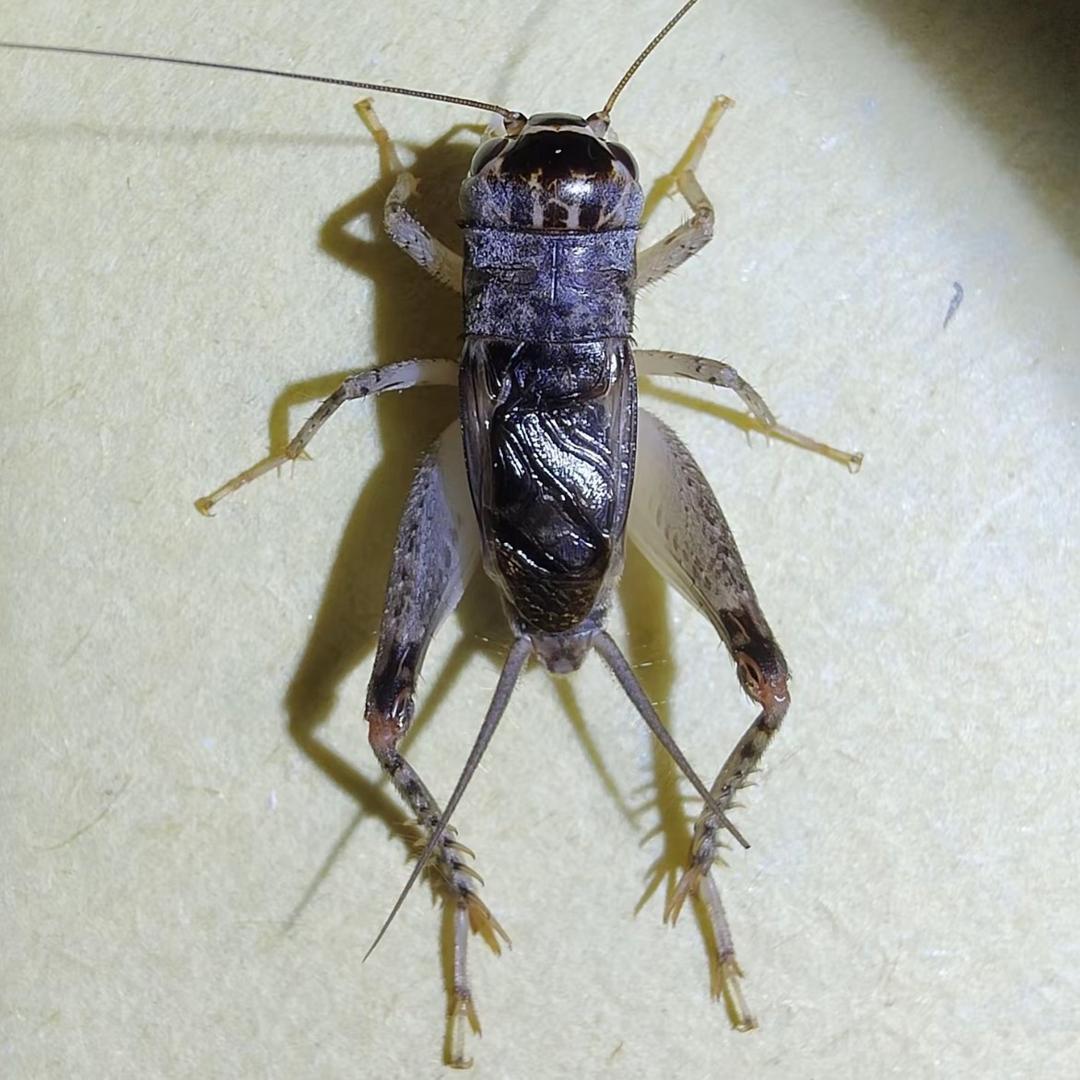 山东野生蟋蟀团队