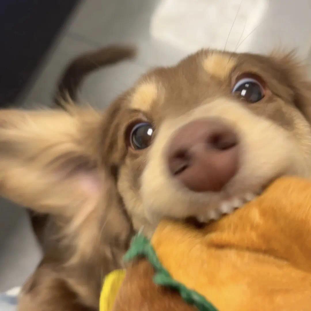 租大疆的Mikey
