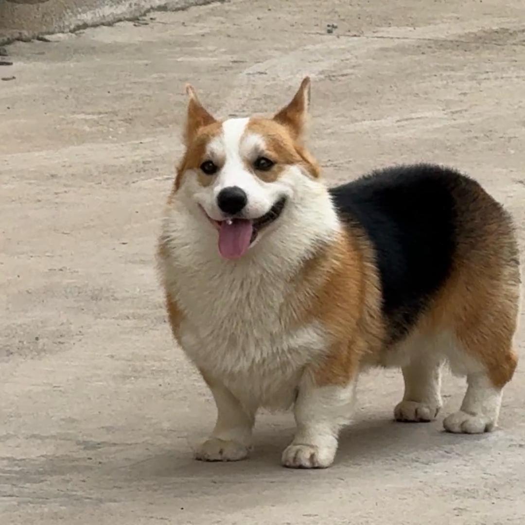 牛崽是只🐶