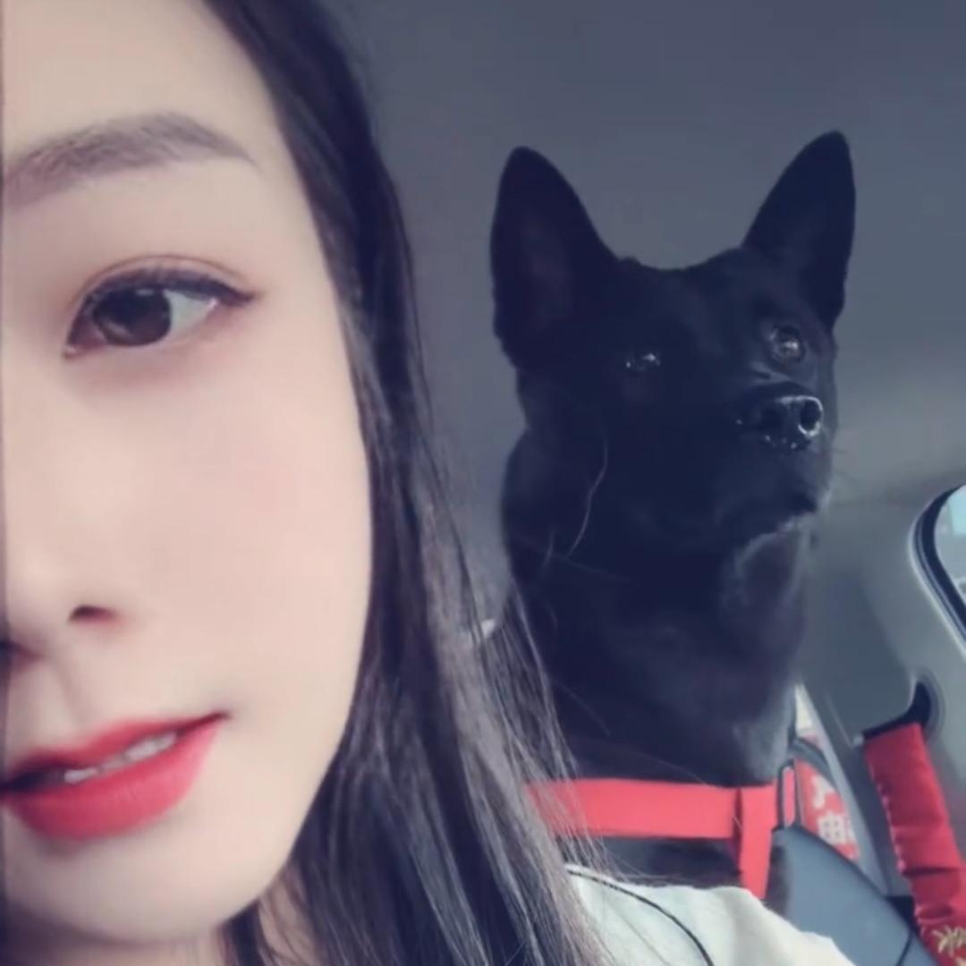 陕西林姐的狗子金宝