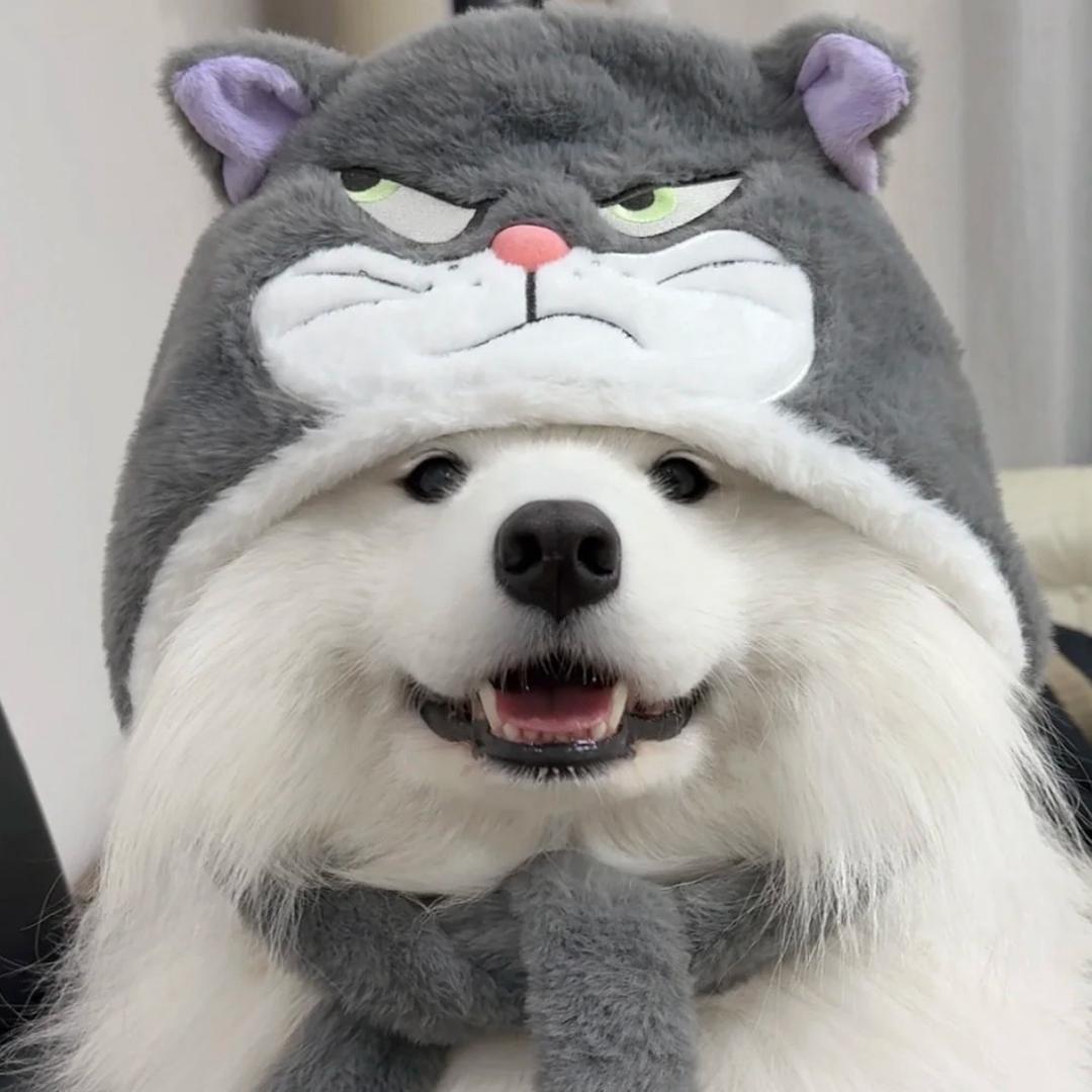 小黄天下第一棒