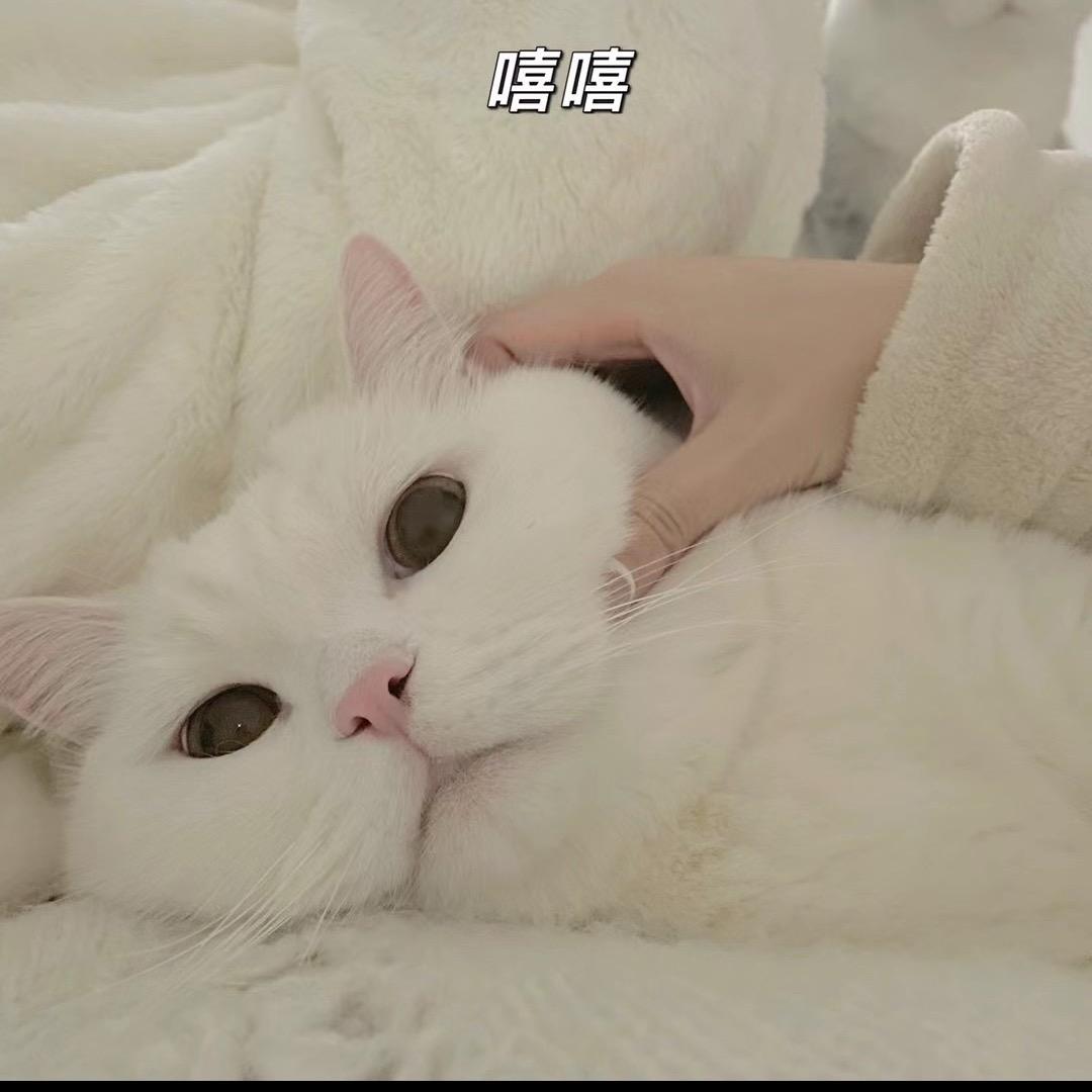 胖ka不胖