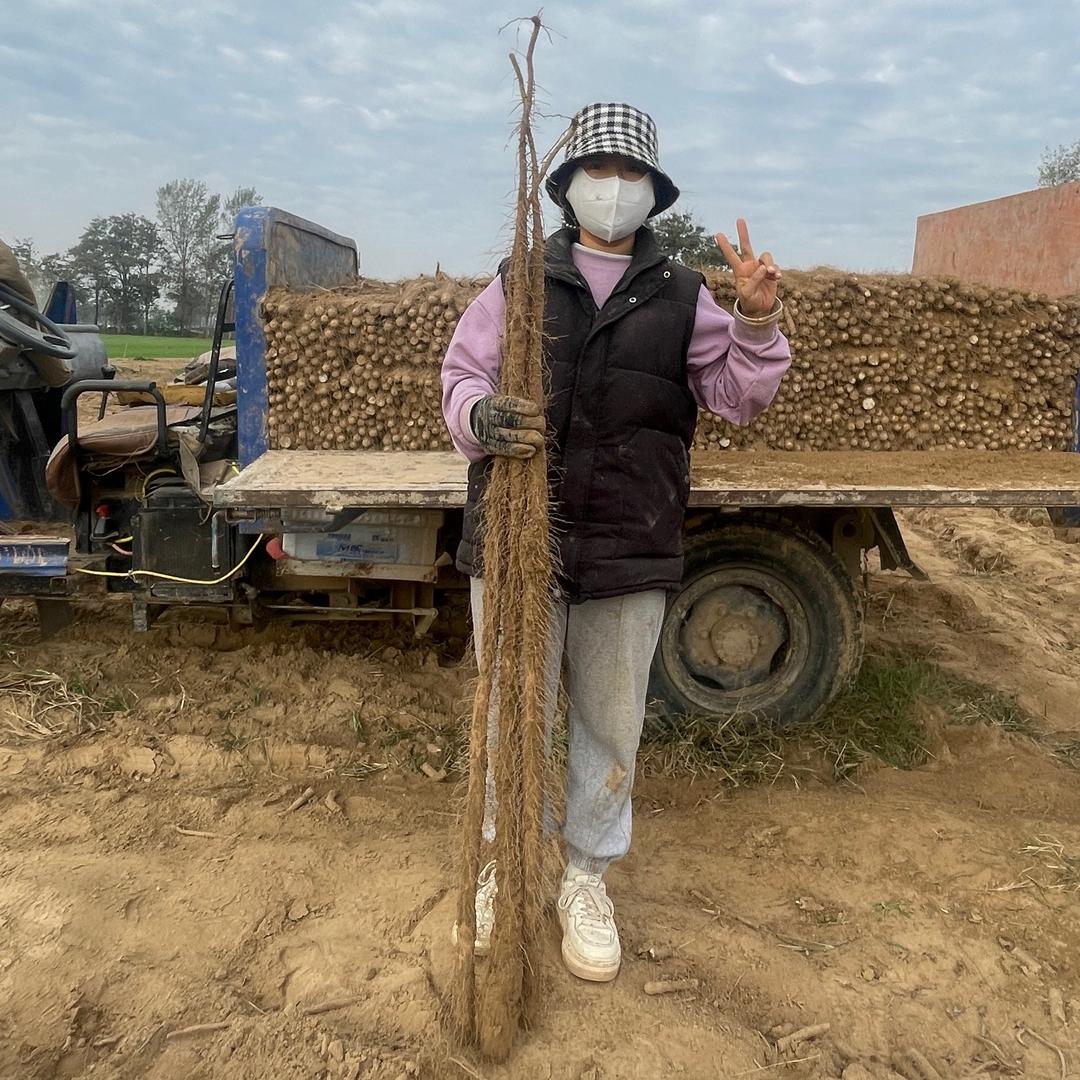 北方姑娘管管山药