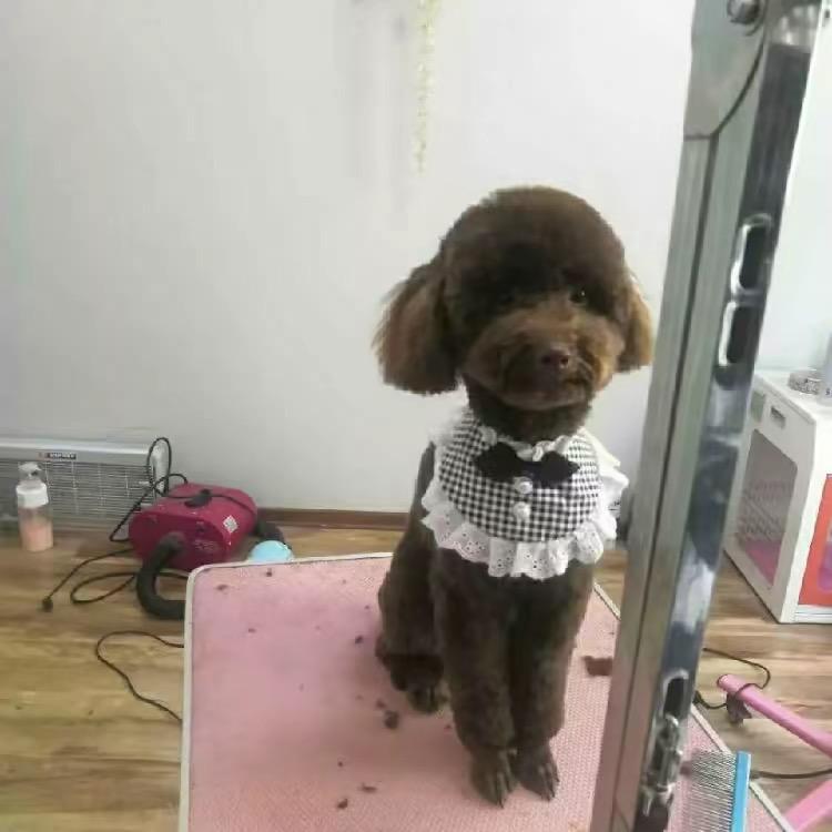 旺了个汪汪朋友圈