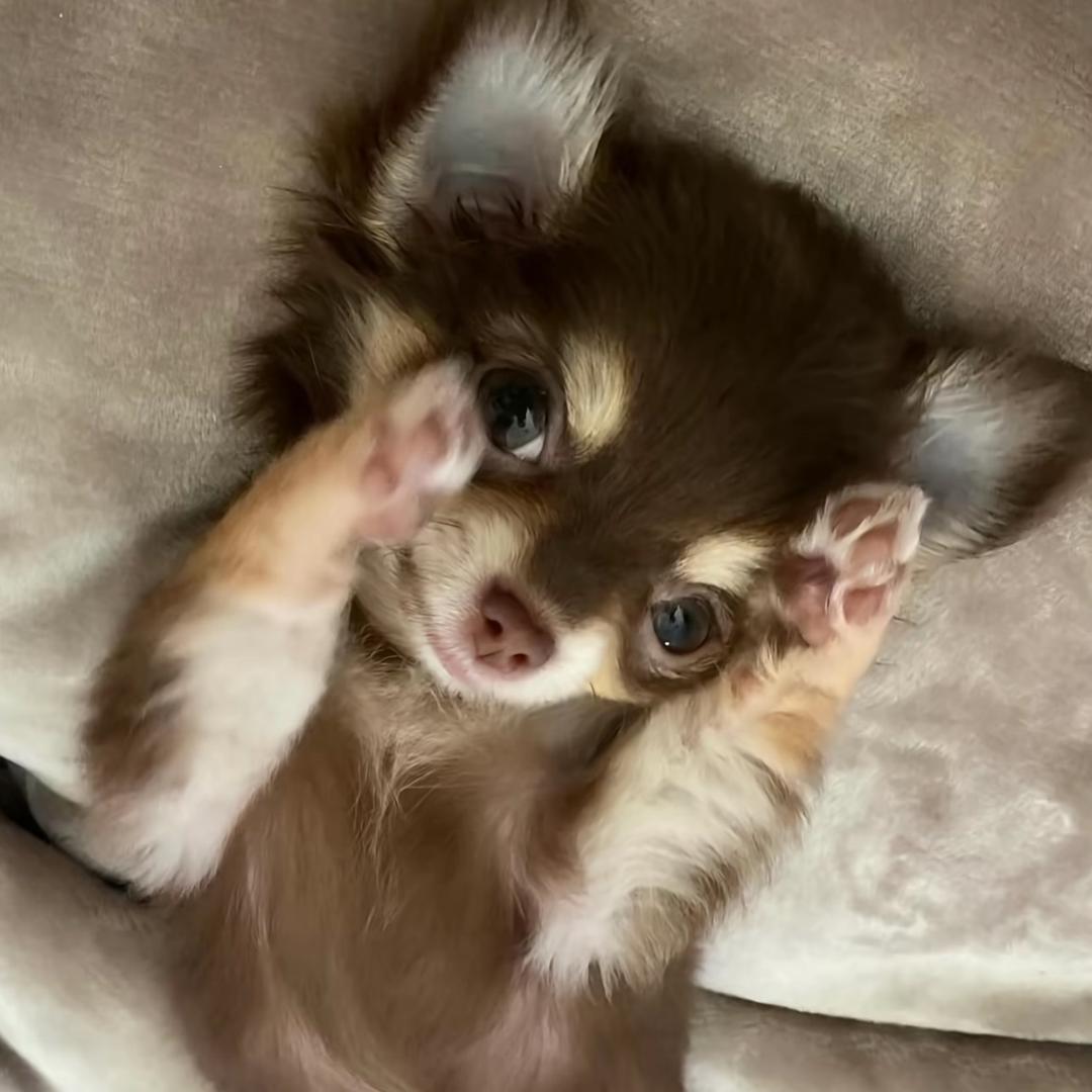 AAA-鸡蛋批发丸总