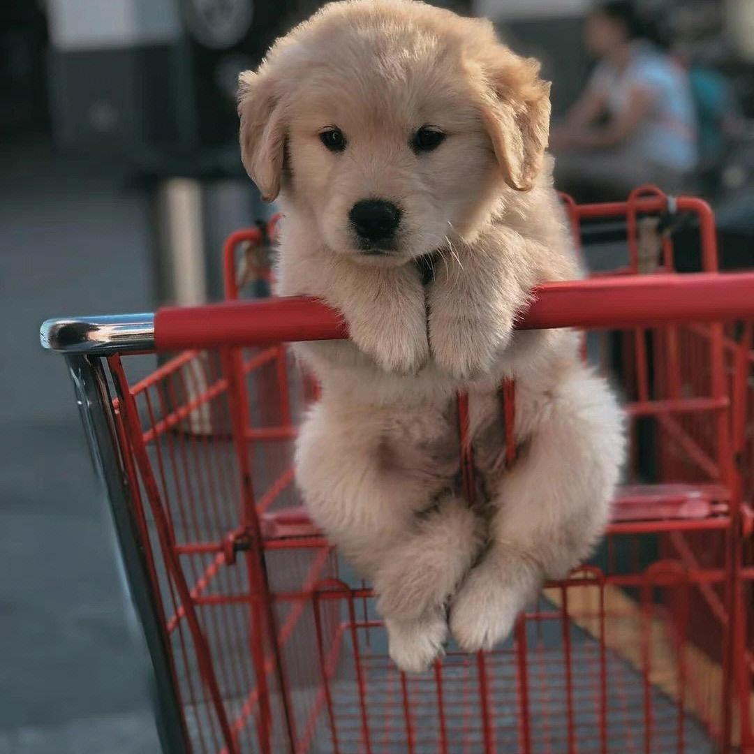 狗哥