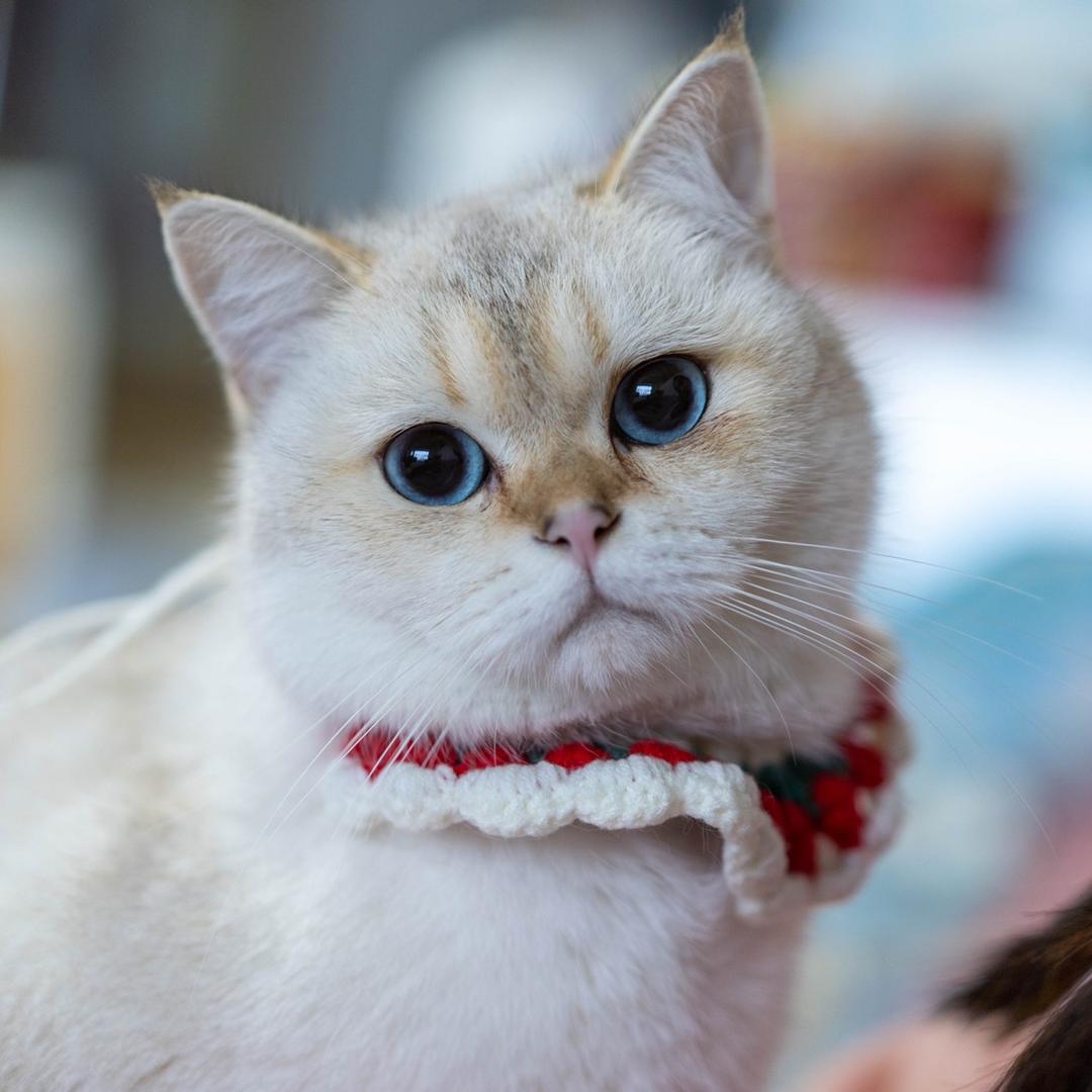 一只miao