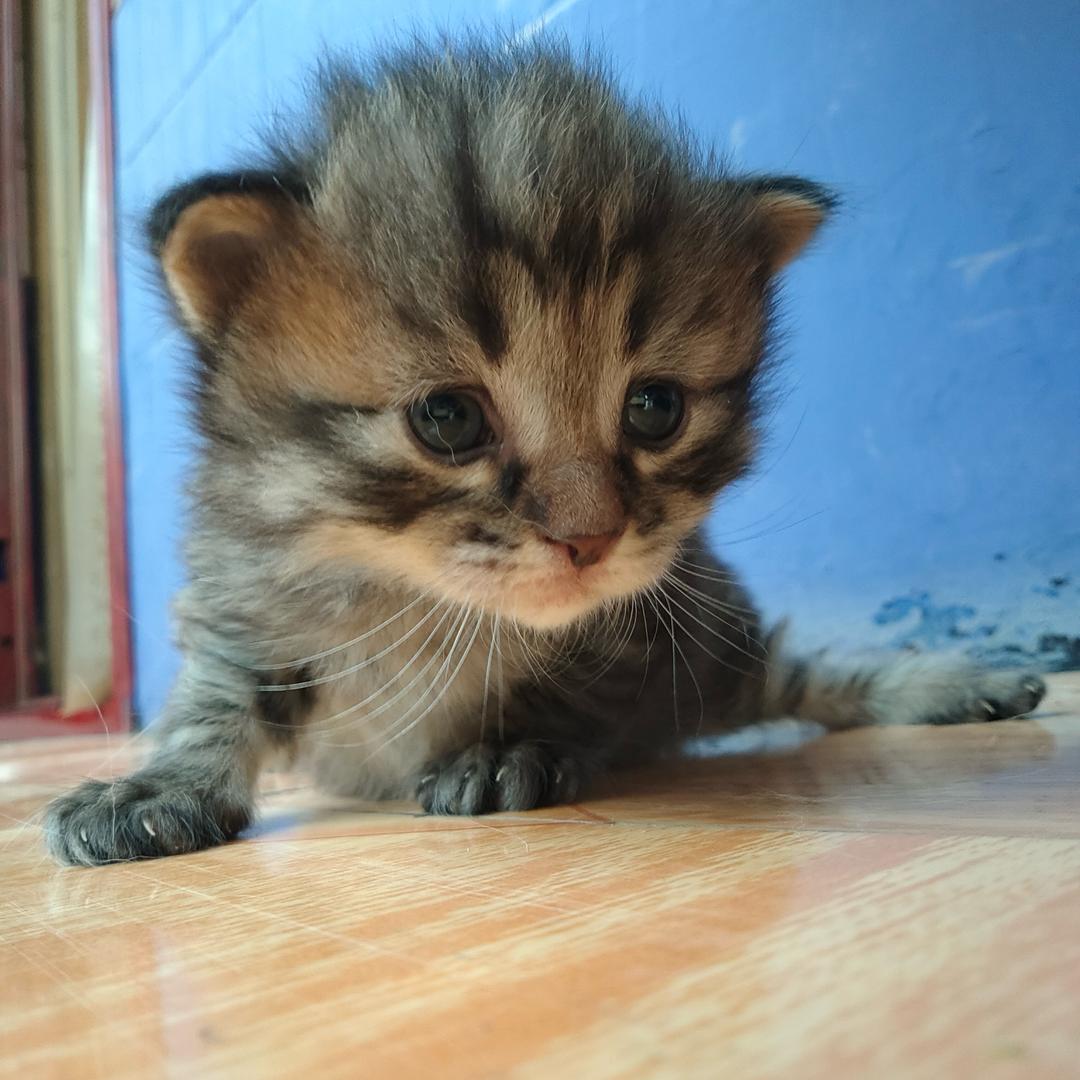 大熊猫弹吉他