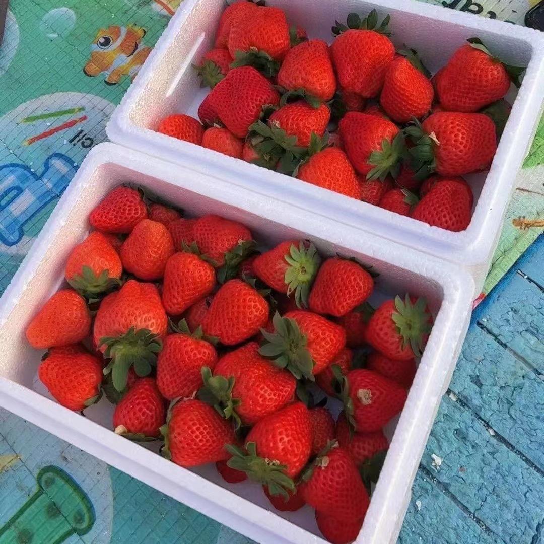 产地直采🍓草莓哥