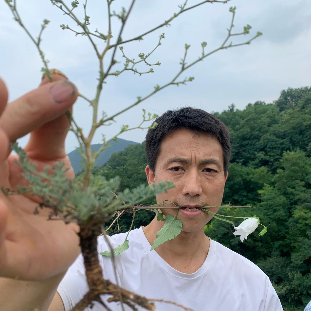 山西地产药材陈黎明