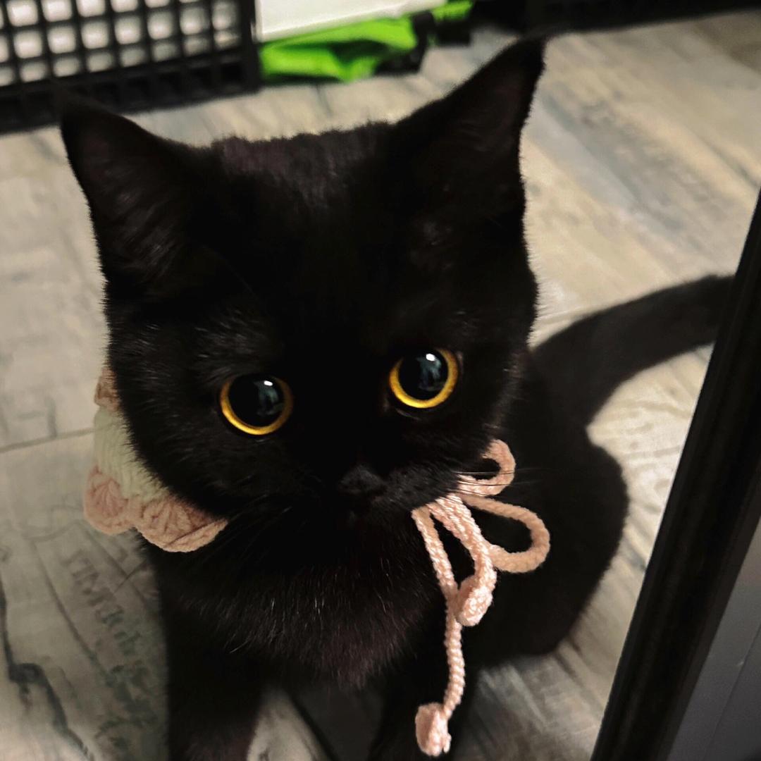 罗小黑🐱