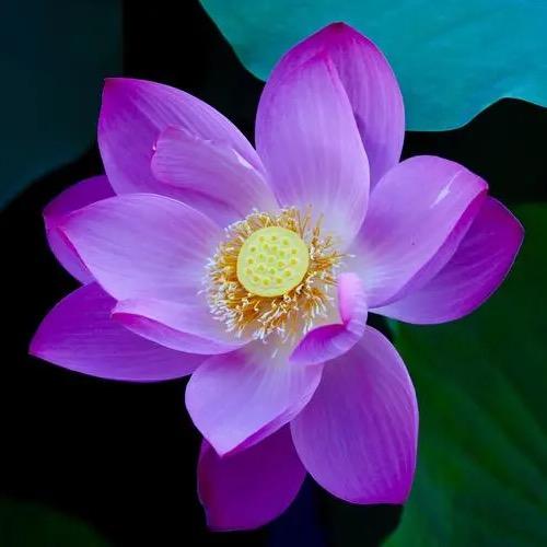 好物优先生活号