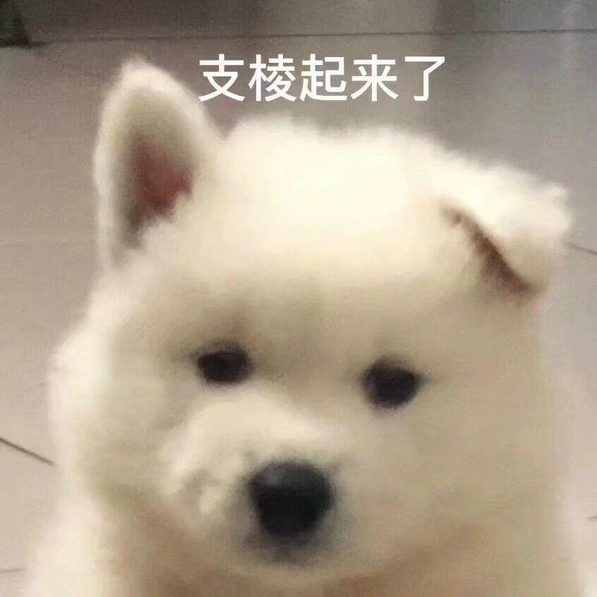 张？支棱起来？洋