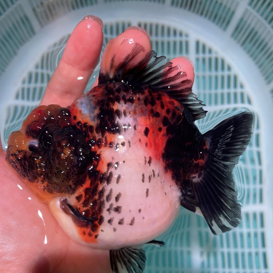 景园兰寿观赏鱼