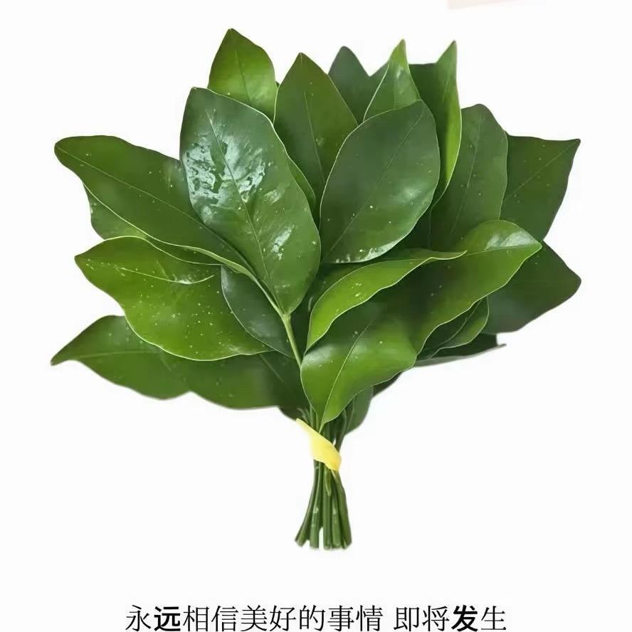 W讨厌⁷香菜