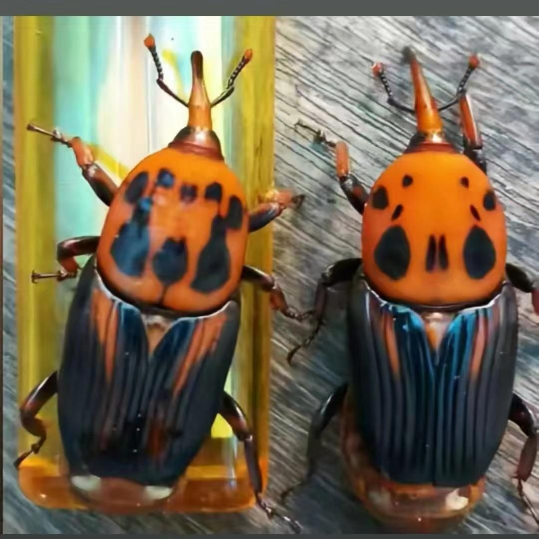 咩咩羊好物分享