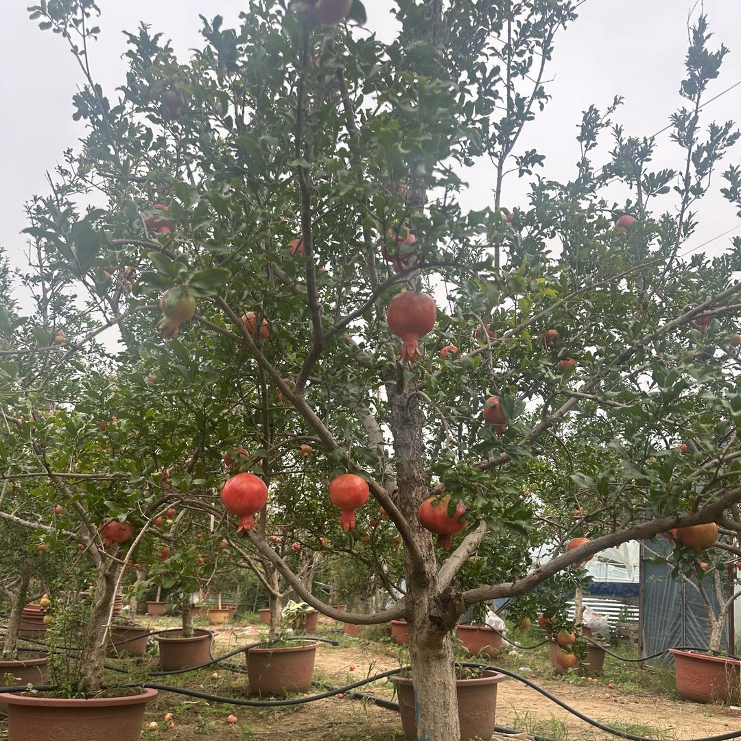 硕苗果树苗木专营店