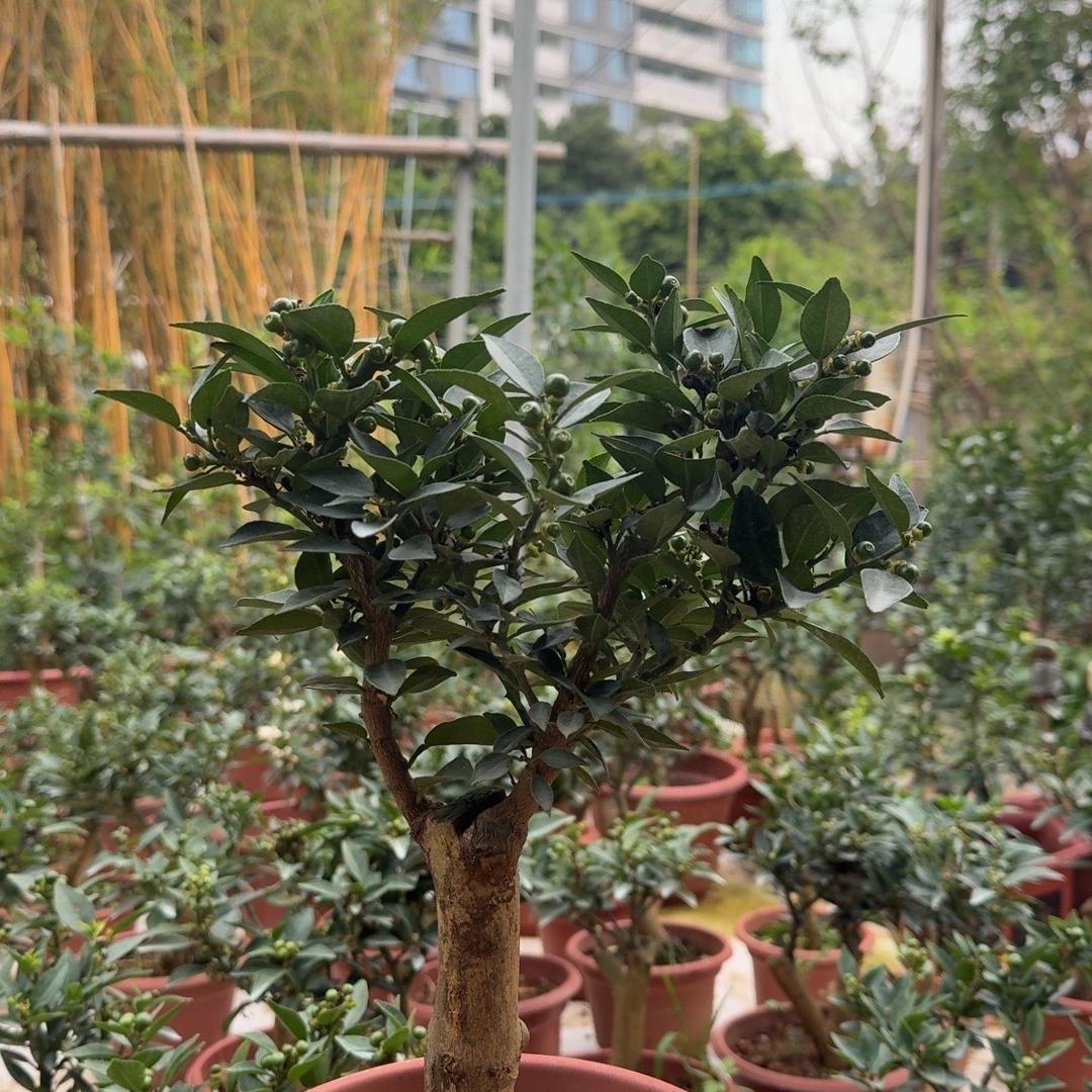 辉叔绿植世界