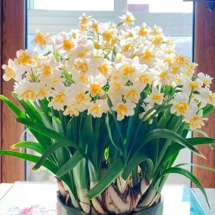 漳州水仙花基地