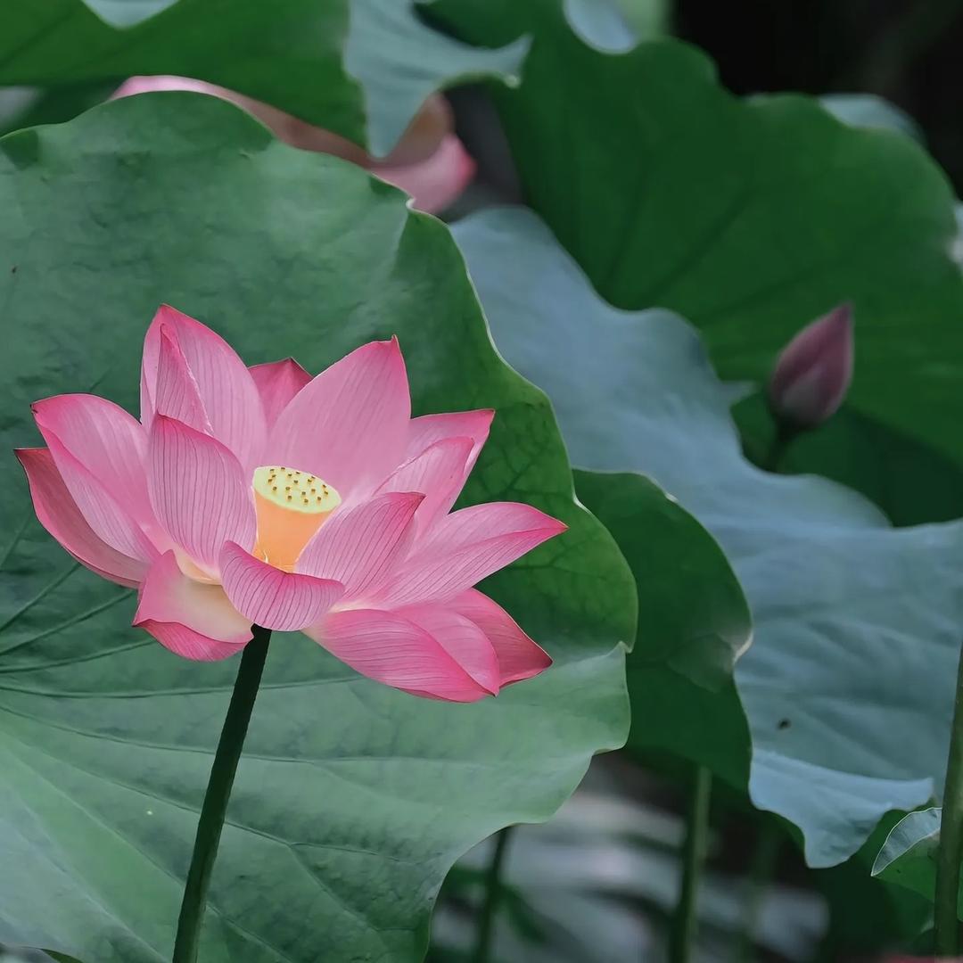 我也不知道