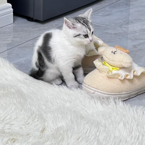 猕猴桃