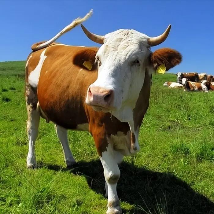 内蒙古潮麦牛肉业