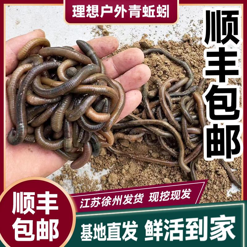 小宇严选青蚯蚓