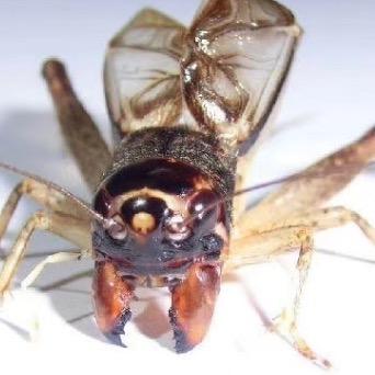 北美原木家具工厂