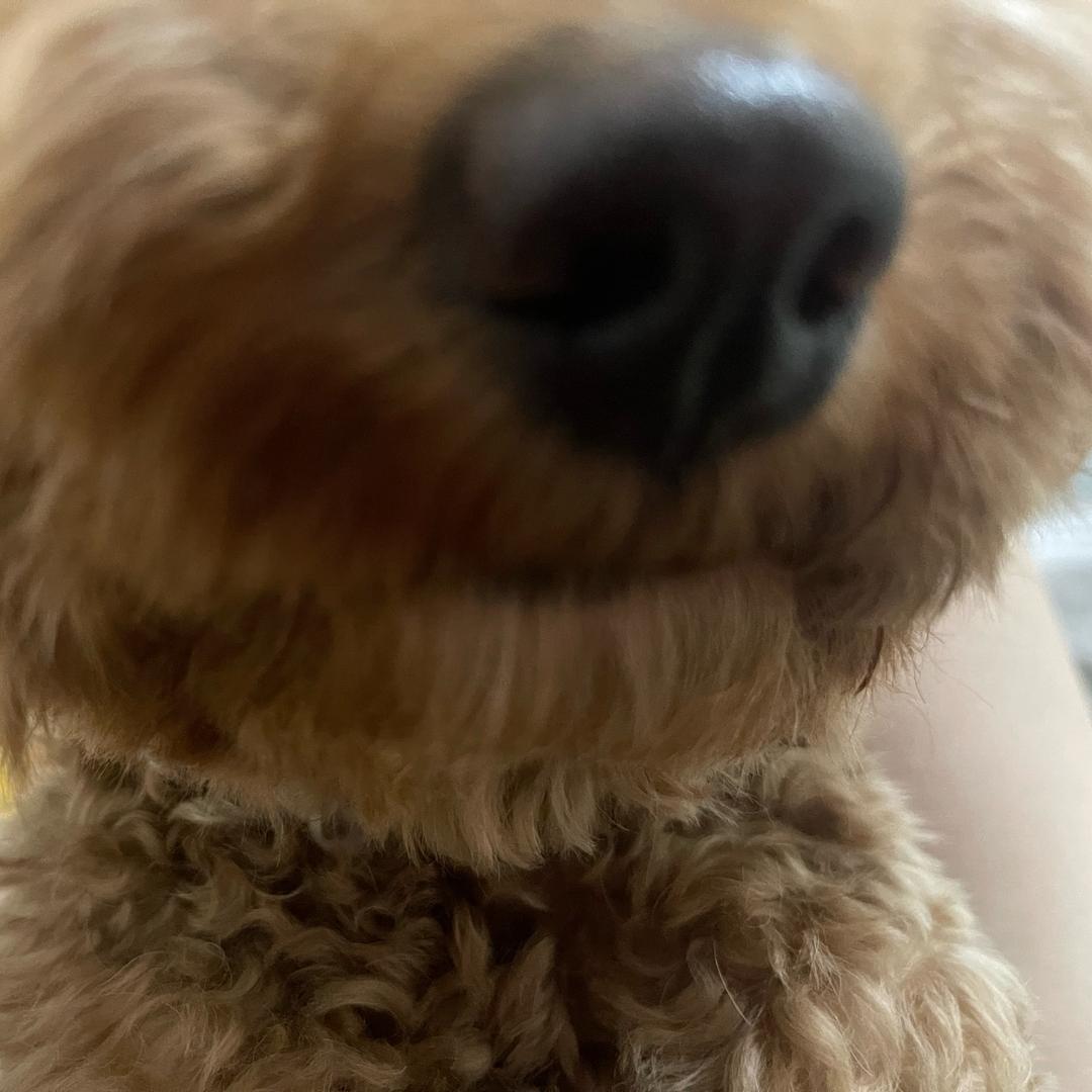 修粉修粉米
