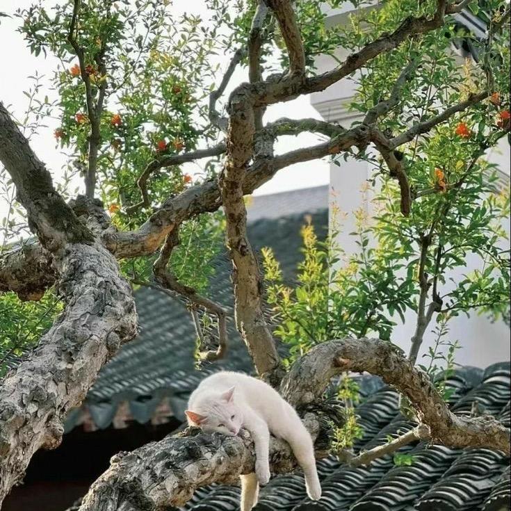 贪吃贪睡
