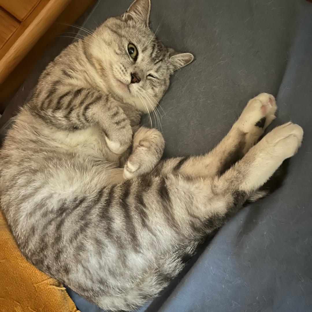 狗蛋