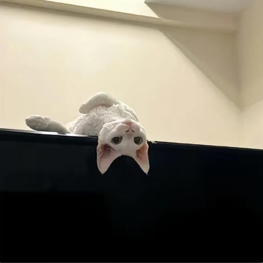 天真不能当饭吃