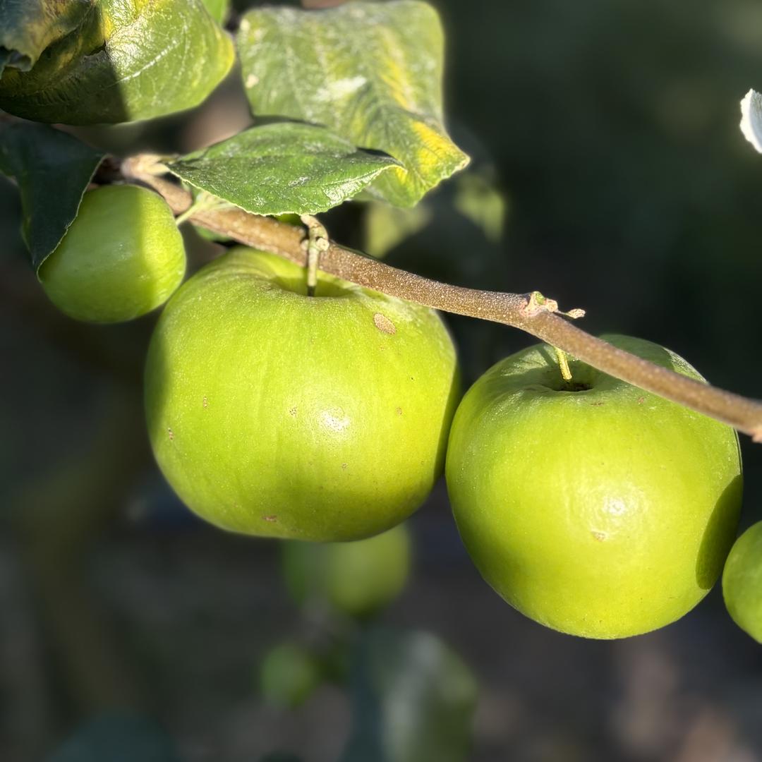 小象果果土特产