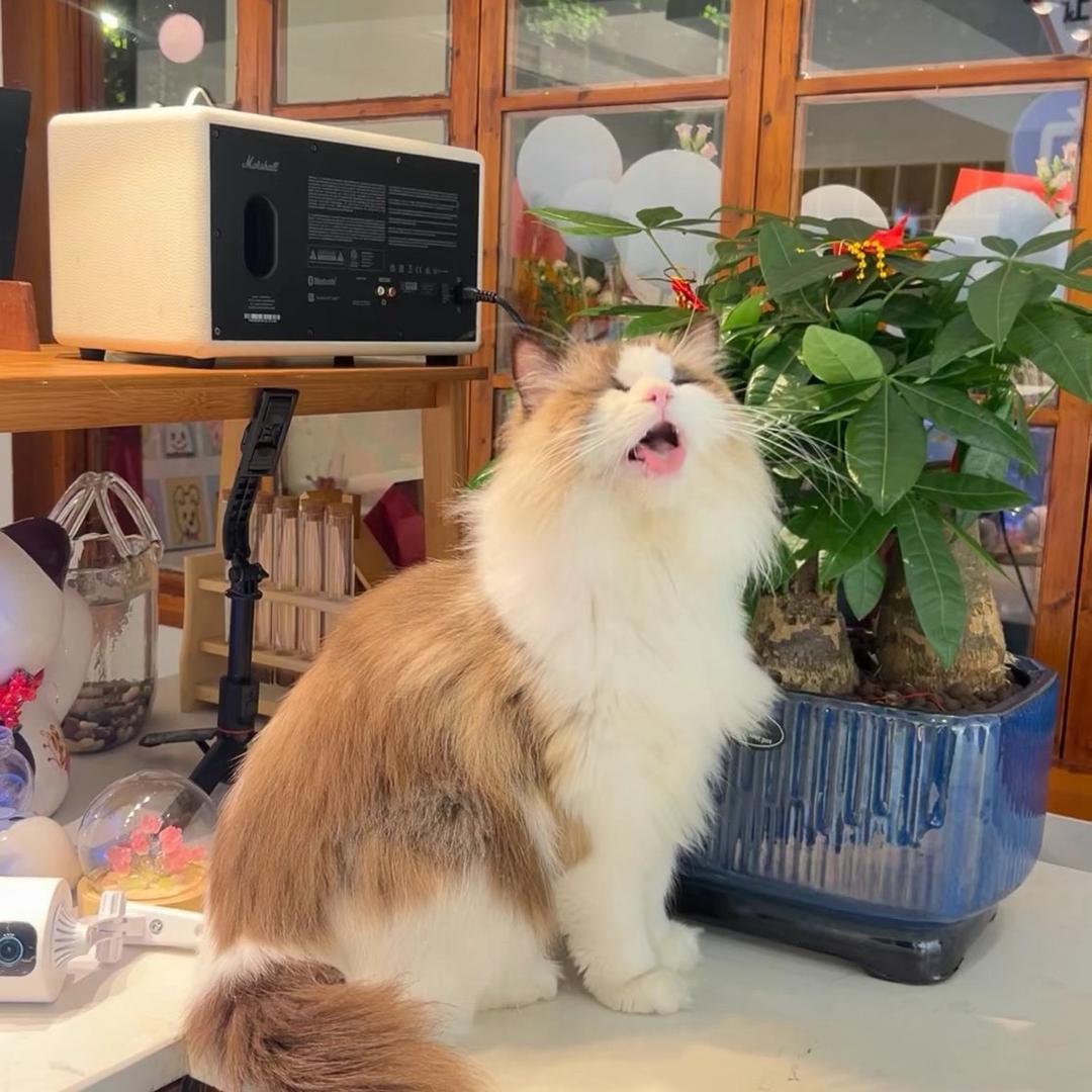 在常德记录猫咖日常