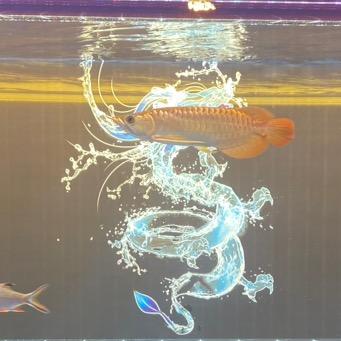 不吃香菜（互）