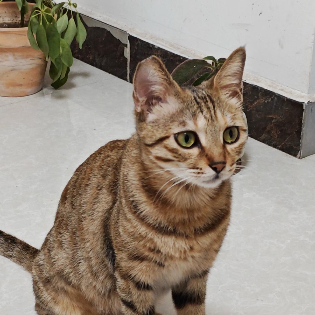 三毛的幸福生活🐱