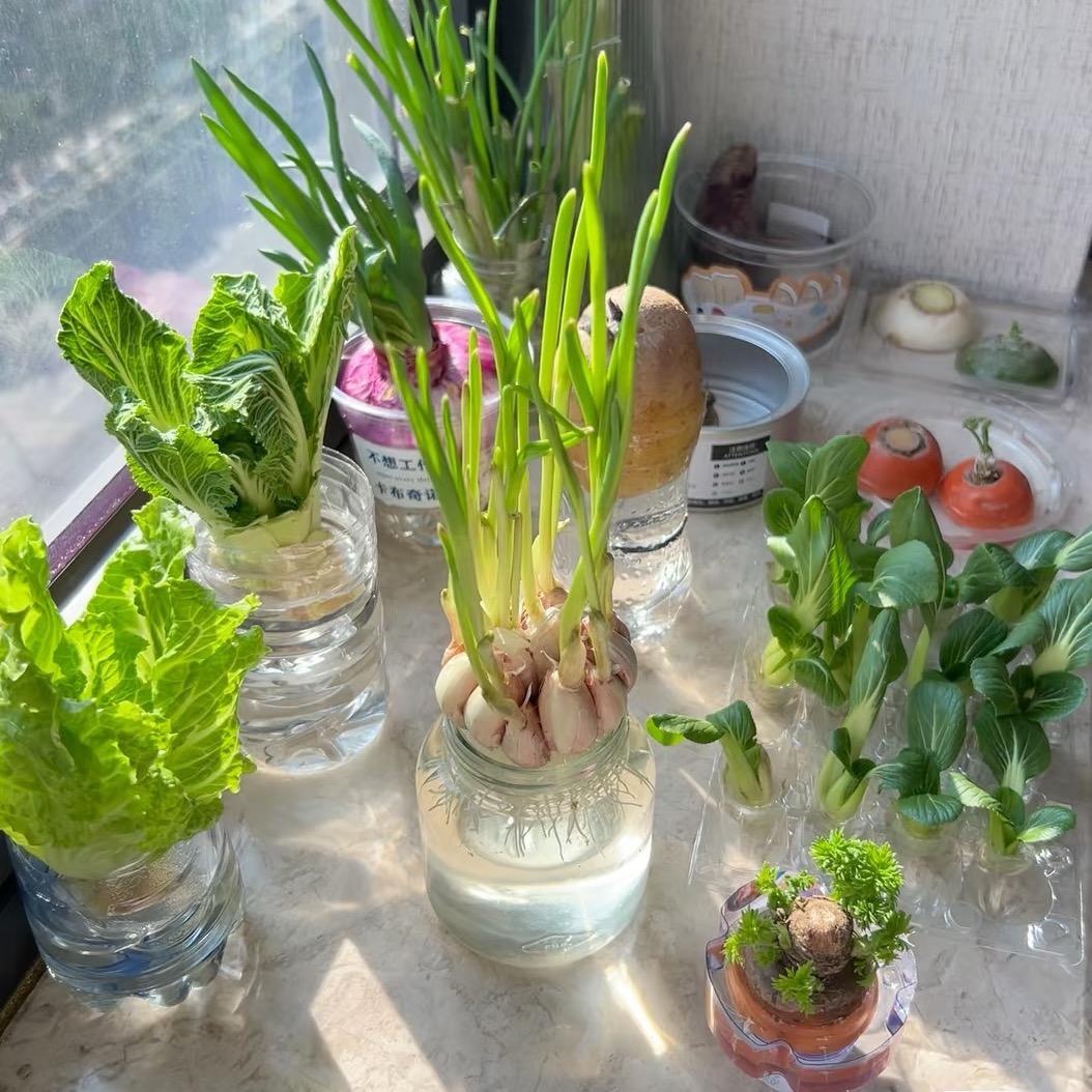 水培蔬菜技术分享