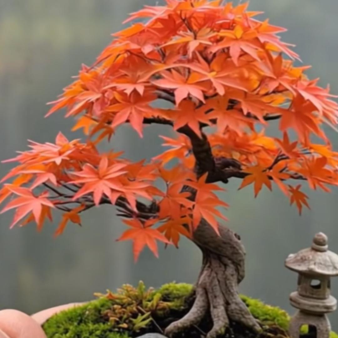 枫铃小院