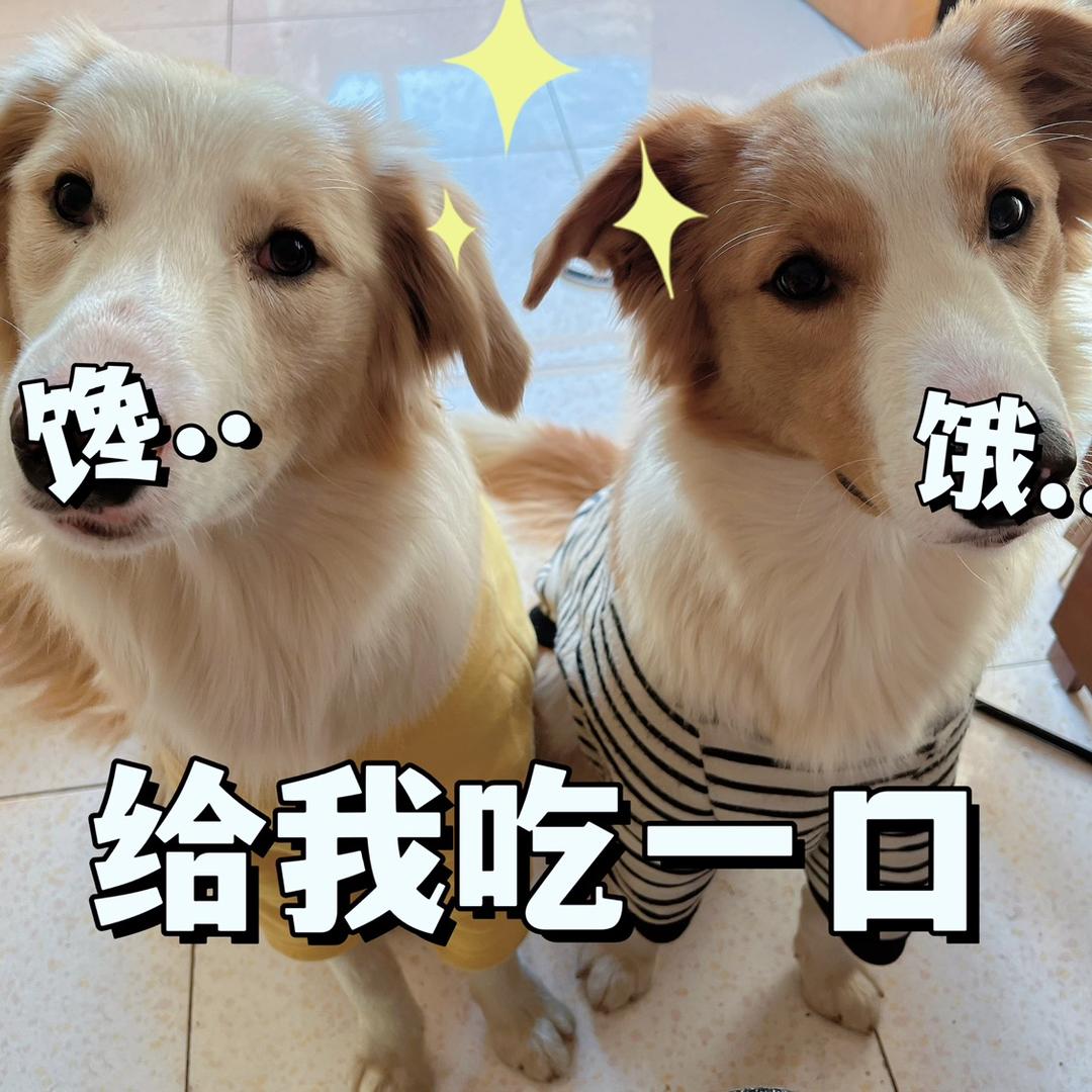 狗狗大善人